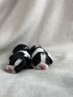 Our Babies ♡, a female Cavalier King Charles Spaniel for sale in Sacramento, CA – Photo 3 of 5