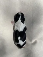 Our Babies ♡, a female Cavalier King Charles Spaniel for sale in Sacramento, CA – Photo 4 of 5