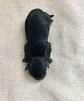 Our Babies ♡, a female Cavalier King Charles Spaniel for sale in Sacramento, CA – Photo 5 of 5