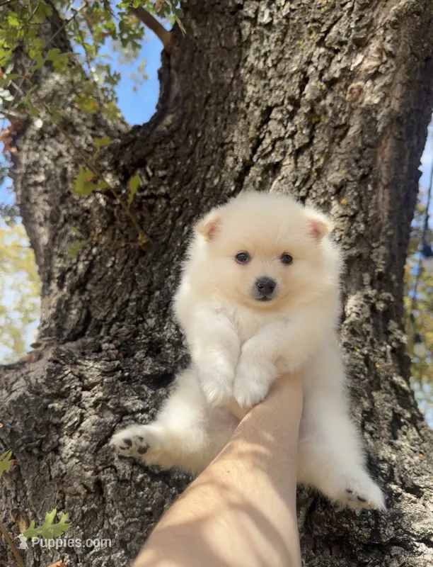Leo – Pomeranian puppy for sale in Sacramento, CA