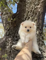 Leo, a male Pomeranian for sale in Sacramento, CA – 1 of 3