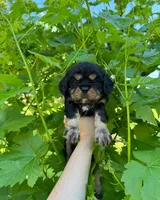 processed/ccf2a090-e49c-4b77-98ef-e28e38cf1f21/listing/cb8492ef-eb54-480f-8b10-5ba6886360f9/783e120d-f166-48ff-b9ab-cdc1b57121dc