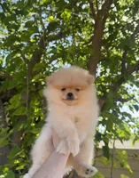 Amir, a male Pomeranian for sale in Sacramento, CA – 6 of 6