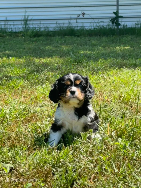 Ava – Cavalier King Charles Spaniel puppy for sale in Sacramento, CA