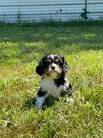 Layla, a female Cavalier King Charles Spaniel for sale in Sacramento, CA – 2 of 9