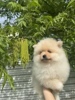Cookie, a male Pomeranian for sale in Sacramento, CA – 5 of 9