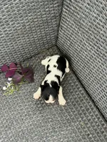 River , a male Cavalier King Charles Spaniel for sale in Sacramento, CA – Photo 2 of 2