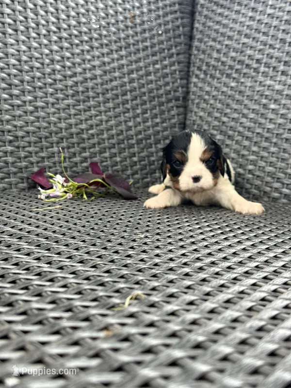 River , a male Cavalier King Charles Spaniel for sale in Sacramento, CA – Photo 1 of 2