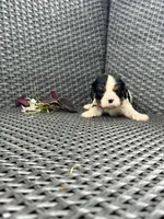 River , a male Cavalier King Charles Spaniel for sale in Sacramento, CA – Photo 1 of 2