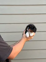 Sammy, a male Cavalier King Charles Spaniel for sale in Sacramento, CA – 2 of 4