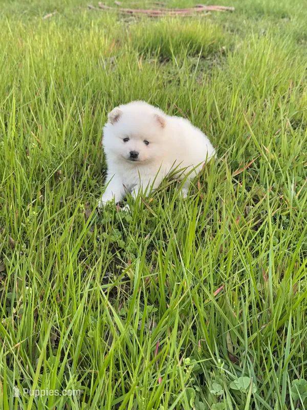 Ivy – Pomeranian puppy for sale in Sacramento, CA