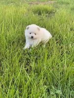 Ivy, a female Pomeranian for sale in Sacramento, CA – 3 of 4