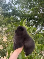 Belle Grace, a female Pomeranian for sale in Sacramento, CA – 7 of 8