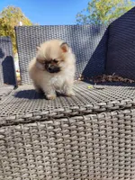 Brandy, a male Pomeranian for sale in Sacramento, CA – 5 of 6