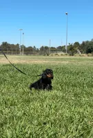 Rocky, a male Cavalier King Charles Spaniel for sale in Sacramento, CA – 4 of 6