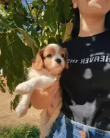 Jack, a male Cavalier King Charles Spaniel for sale in Sacramento, CA – 2 of 2