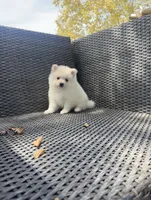 Jane , a female Pomeranian for sale in Sacramento, CA – 2 of 5