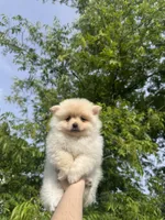 Cookie, a male Pomeranian for sale in Sacramento, CA – 9 of 9