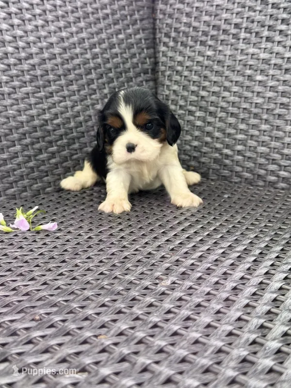 Hazel – Cavalier King Charles Spaniel puppy for sale in Sacramento, CA