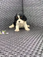 Hazel, a female Cavalier King Charles Spaniel for sale in Sacramento, CA – Photo 1 of 2