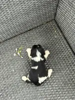 Hazel, a female Cavalier King Charles Spaniel for sale in Sacramento, CA – Photo 2 of 2