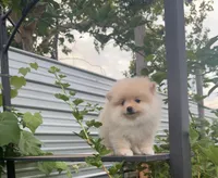 Roxy, a female Pomeranian for sale in Sacramento, CA – 3 of 6