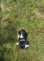 Ivy, a female Cavalier King Charles Spaniel for sale in Sacramento, CA – 4 of 9