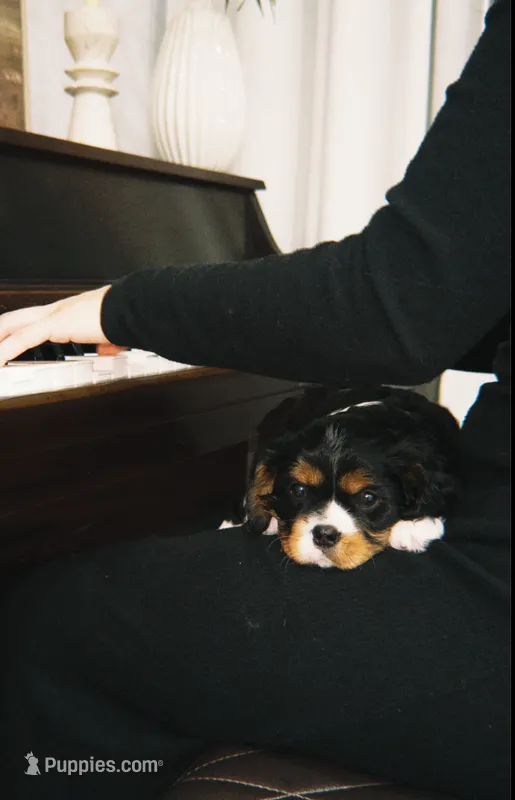Jade – Cavalier King Charles Spaniel puppy for sale in Sacramento, CA