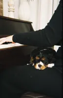Jade, a male Cavalier King Charles Spaniel for sale in Sacramento, CA – 1 of 8
