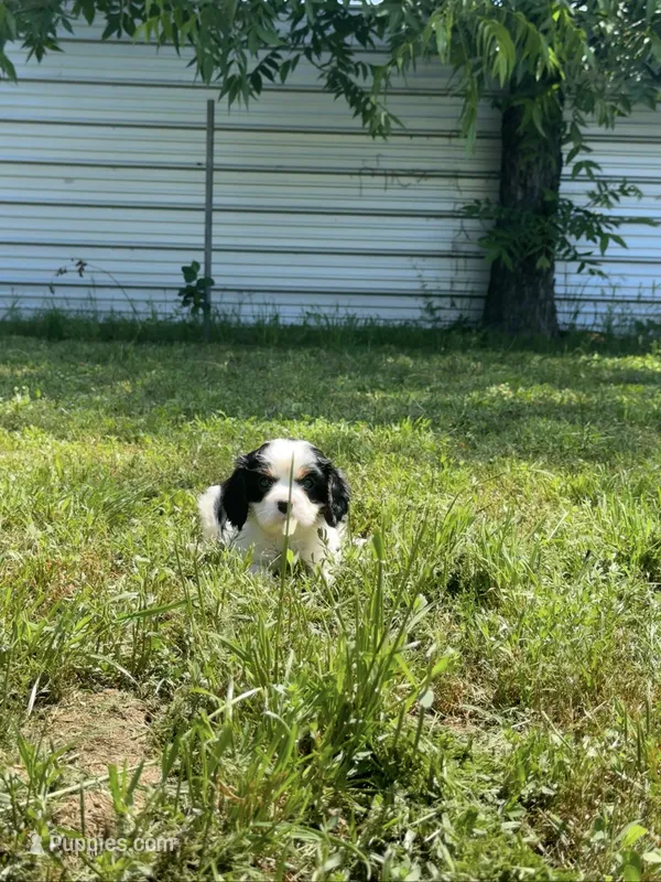 Leo – Cavalier King Charles Spaniel puppy for sale in Sacramento, CA