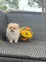 Roxy, a female Pomeranian for sale in Sacramento, CA – 4 of 6