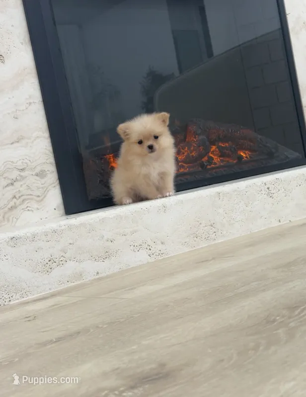 Cookie – Pomeranian puppy for sale in Sacramento, CA