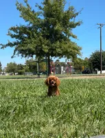 Oliver, a male Cavalier King Charles Spaniel for sale in Sacramento, CA – 3 of 5