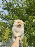Cookie, a male Pomeranian for sale in Sacramento, CA – 8 of 9