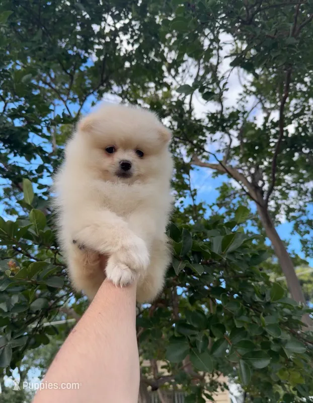 Danny – Pomeranian puppy for sale in Sacramento, CA