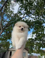 Danny, a male Pomeranian for sale in Sacramento, CA – 3 of 4
