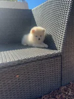 Romeo, a male Pomeranian for sale in Sacramento, CA – 5 of 7