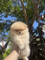 Jane  May ☀️, a female Pomeranian for sale in Sacramento, CA – 2 of 8