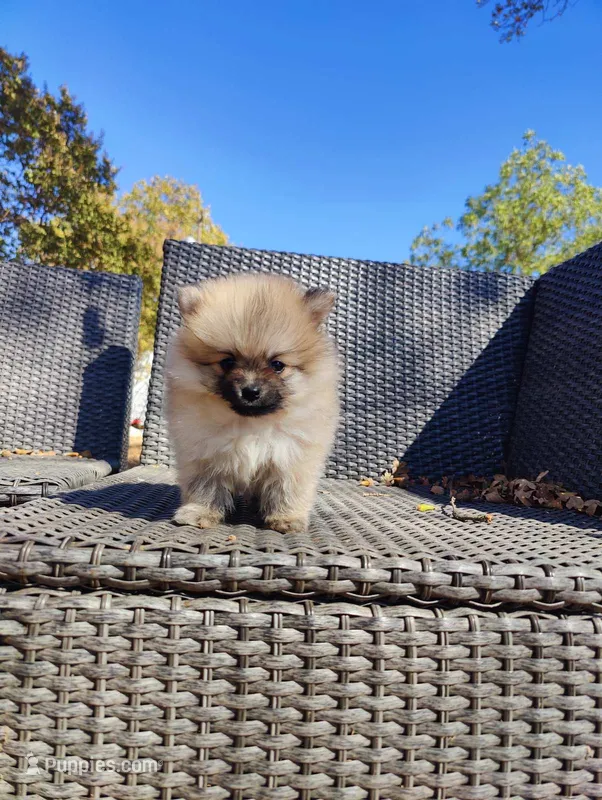 Brandy – Pomeranian puppy for sale in Sacramento, CA