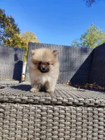 Brandy, a male Pomeranian for sale in Sacramento, CA – 1 of 6