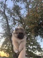 Cookie, a male Pomeranian for sale in Sacramento, CA – 2 of 4