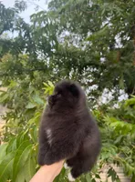 Belle Grace, a female Pomeranian for sale in Sacramento, CA – 2 of 8