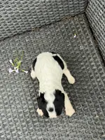 Lessie, a female Cavalier King Charles Spaniel for sale in Sacramento, CA – Photo 2 of 2