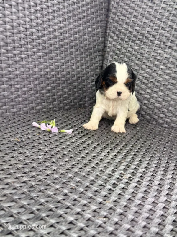 Lessie, a female Cavalier King Charles Spaniel for sale in Sacramento, CA – Photo 1 of 2