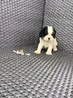 Lessie, a female Cavalier King Charles Spaniel for sale in Sacramento, CA – Photo 1 of 2