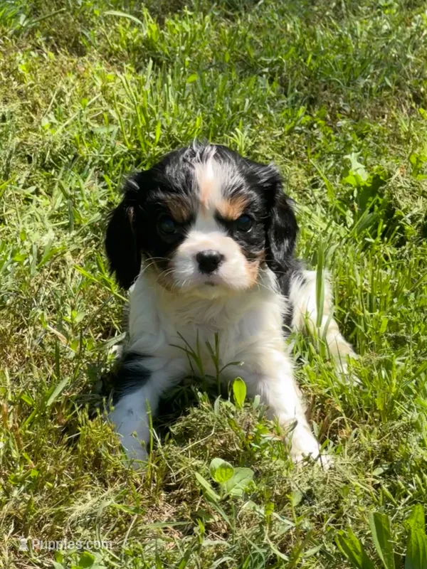 River  – Cavalier King Charles Spaniel puppy for sale in Sacramento, CA