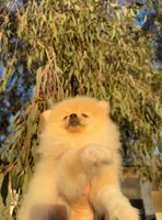 Cookie, a female Pomeranian for sale in Sacramento, CA – Photo 3 of 4