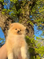 Cookie, a female Pomeranian for sale in Sacramento, CA – Photo 1 of 4