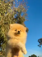 Cookie, a female Pomeranian for sale in Sacramento, CA – Photo 2 of 4