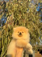 Cookie, a female Pomeranian for sale in Sacramento, CA – Photo 4 of 4